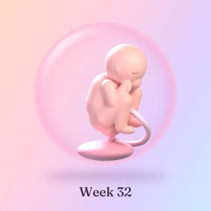 Tiny Orchard's 3D illustration for week 32: the baby fills more of the soft pink sac.