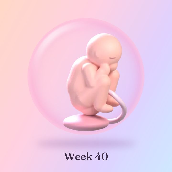Tiny Orchard's 3D illustration for week 40: a full-term baby curled up inside the soft pink sac.